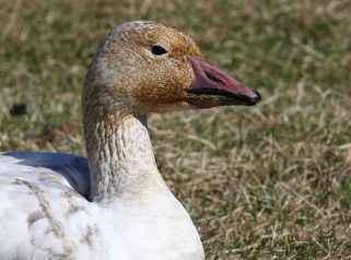 Snow Goose