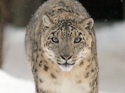 snow leopard