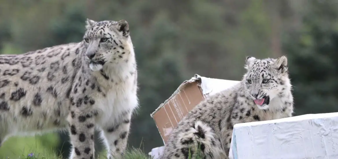 Snow Leopards Celebrate First Birthday at RZSS Highland Wildlife Park