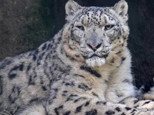 Snow leopard passes at Woodland Park Zoo