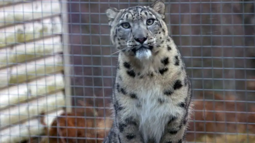 snow leopard highland wildlife park