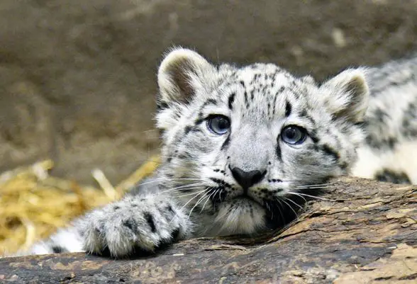 snow leopard cub brookfield zoo