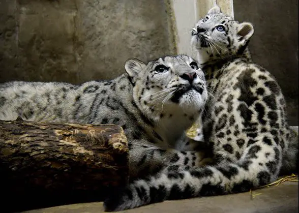 snow leopard cub brookfield zoo