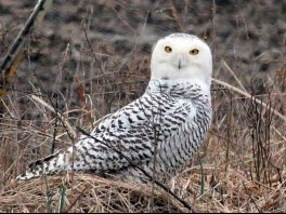Snowy Owl