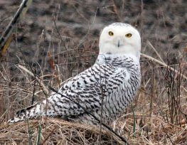 Snowy Owl
