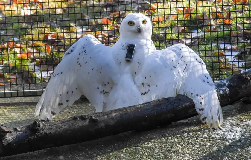 snowy owl research Maryland Zoo