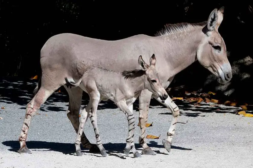 somali wild ass foal Zoo Miami