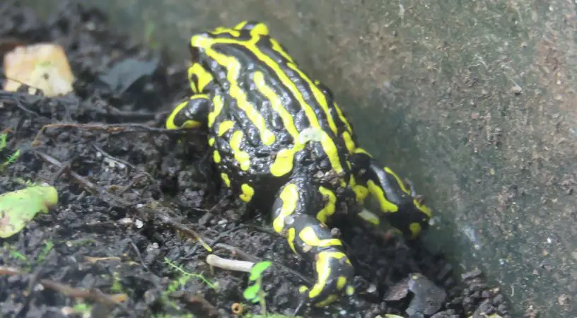 Southern Corroboree Frog (Pseudophryne corroboree)