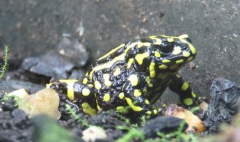 Southern Corroboree Frog (Pseudophryne corroboree)