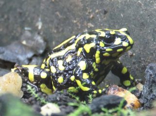 Southern Corroboree Frog (Pseudophryne corroboree)