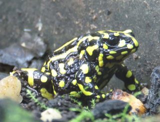 Southern Corroboree Frog (Pseudophryne corroboree)