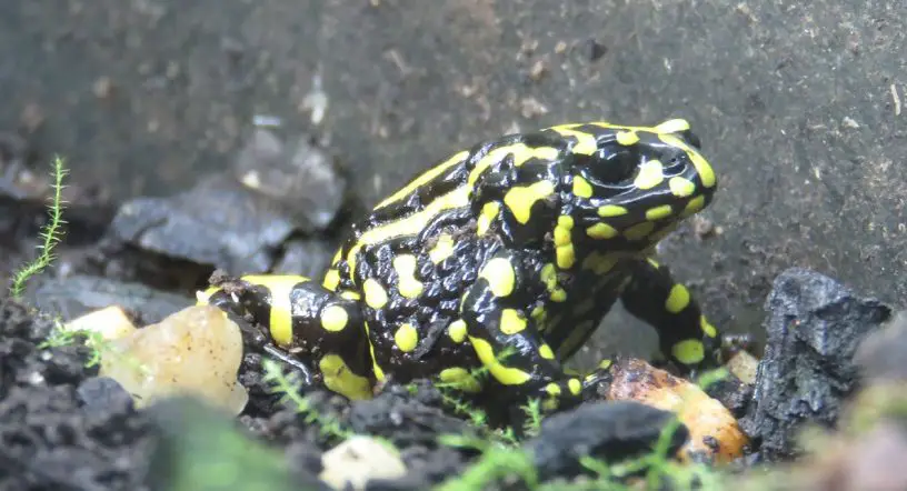 Southern Corroboree Frog (Pseudophryne corroboree)