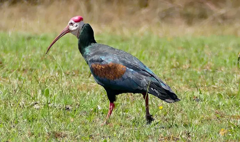 Southern Bald Ibis