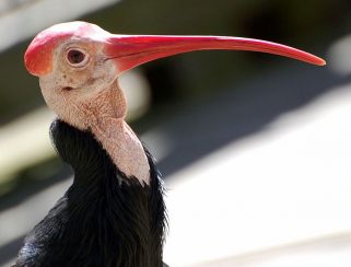 Southern Bald Ibis