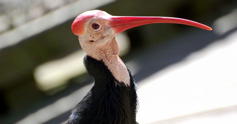 Southern Bald Ibis