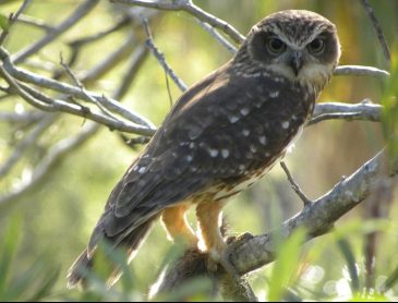 southern boobook owl