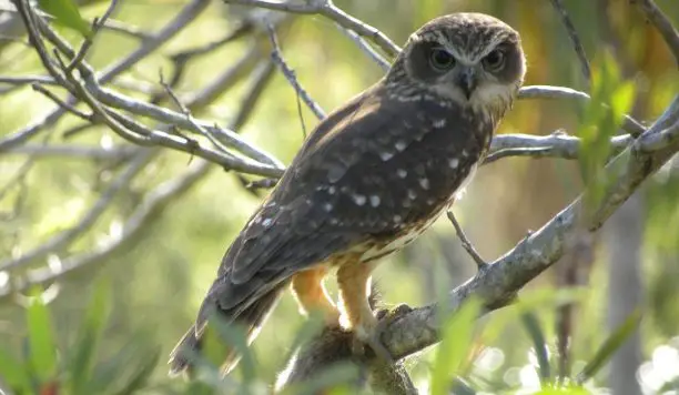 southern boobook owl