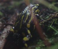 southern corroboree frog