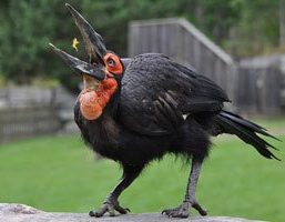 Southern Ground Hornbill