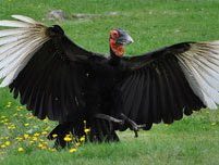 Southern Ground Hornbill