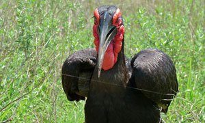 Southern Ground Hornbill