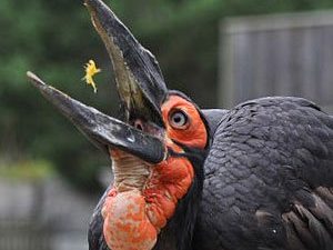 Southern Ground Hornbill
