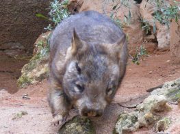 southern hairy nosed wombat