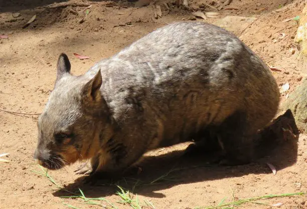 southern hairy nosed wombat