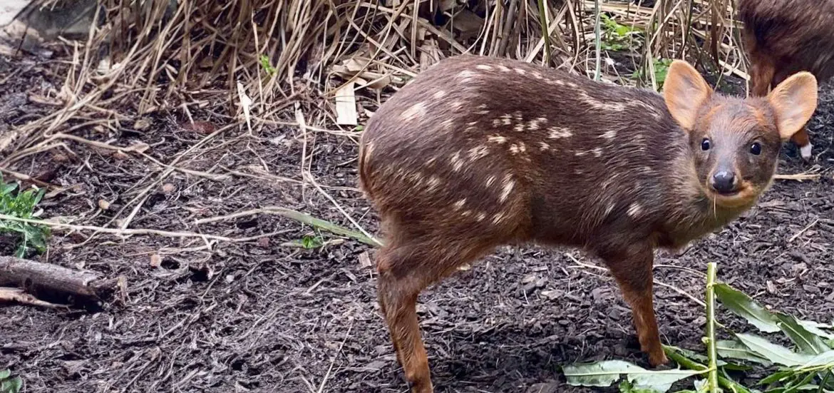 Southern Pudu Fawn Born at Chester Zoo