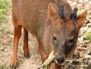 Southern pudu