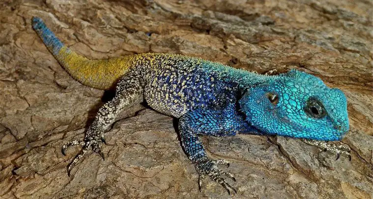 Southern Tree Agama (Acanthocercus atricollis)