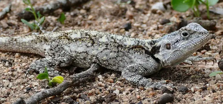 Southern Tree Agama (Acanthocercus atricollis)