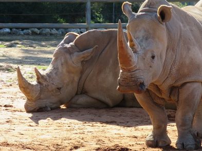 southern white rhinoceros