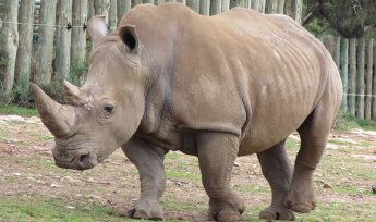 monarto safari park rhino calf
