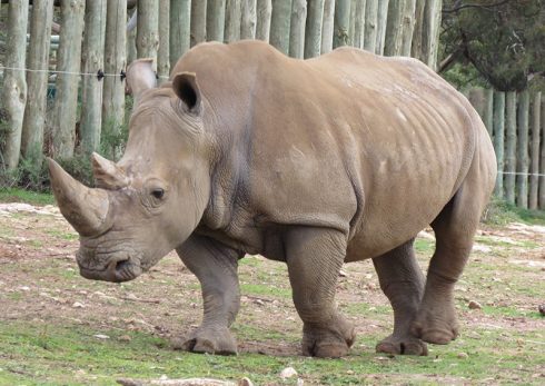 southern white rhinoceros