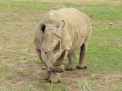 southern white rhinoceros
