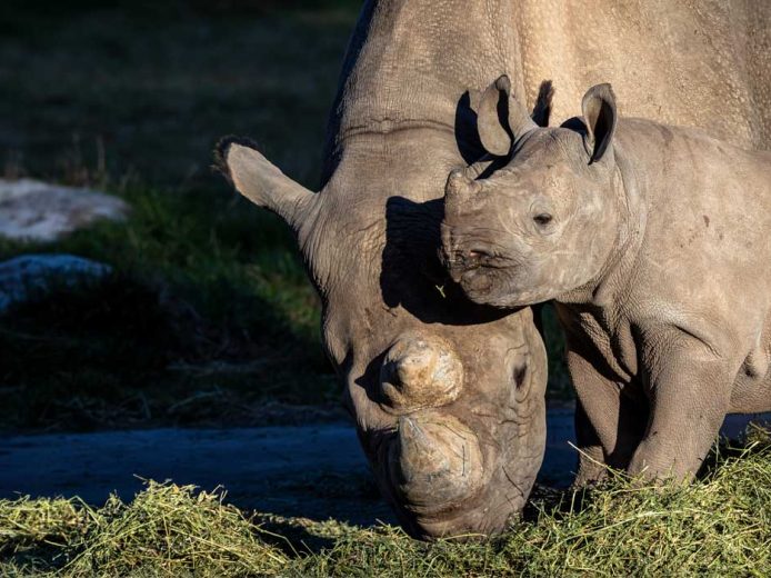Black Rhino Calf Debuts at Taronga Western Plains Zoo