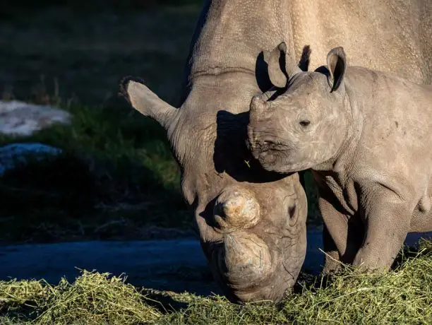 Black Rhino Calf Debuts at Taronga Western Plains Zoo