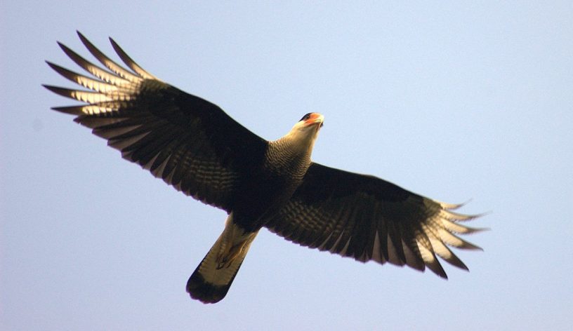 southern caracara