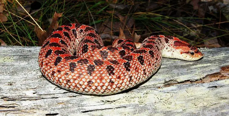 Southern Hognose Snake