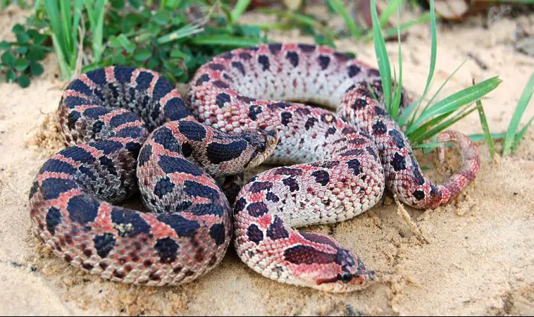 Southern Hognose Snake