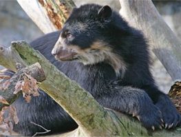 Spectacled bear