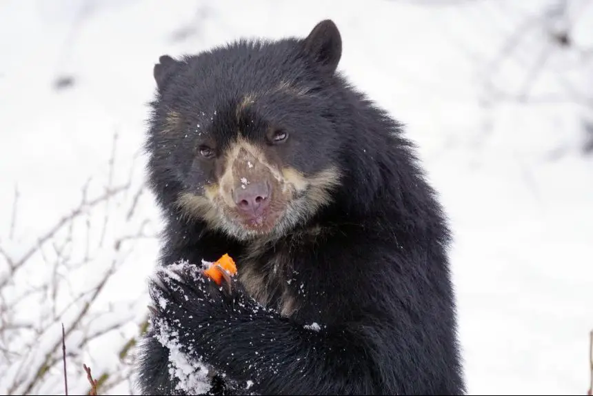 Spectacled Bear The Animal Facts