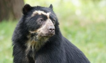 Spectacled bear
