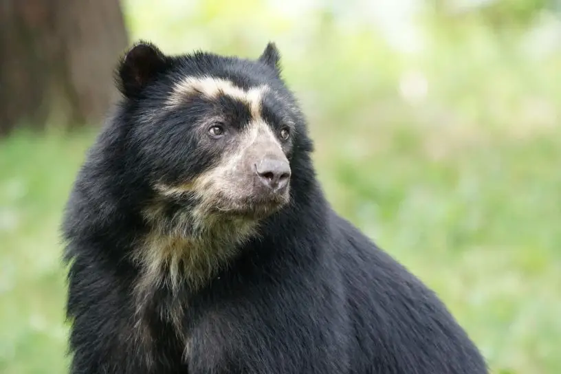 Spectacled bear