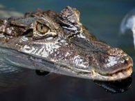 Spectacled caiman