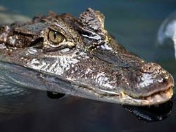 Spectacled caiman