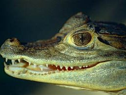 Spectacled caiman