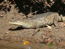 Spectacled caiman