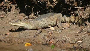 Spectacled caiman
